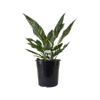 200mm Peace Lily Jet Diamond - Spathiphyllum wallisii
