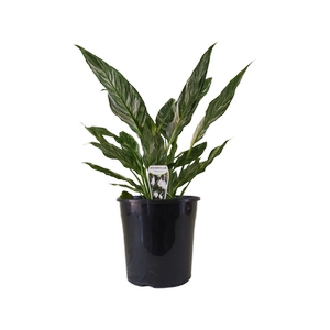 200mm Peace Lily Jet Diamond - Spathiphyllum wallisii