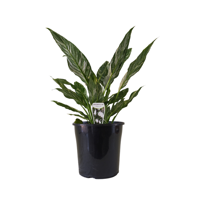 200mm Peace Lily Jet Diamond - Spathiphyllum wallisii