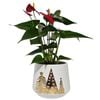140mm Anthurium - Anthurium andreanum In Ceramic