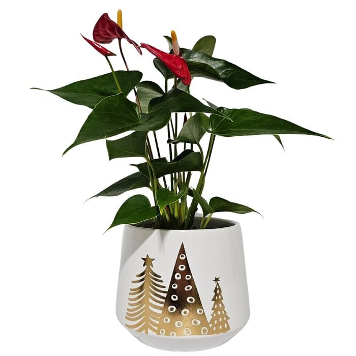 140mm Anthurium - Anthurium andreanum In Ceramic
