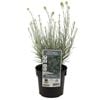 140mm Curry Plant - Helichrysum angustifolium