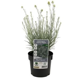 140mm Curry Plant - Helichrysum angustifolium
