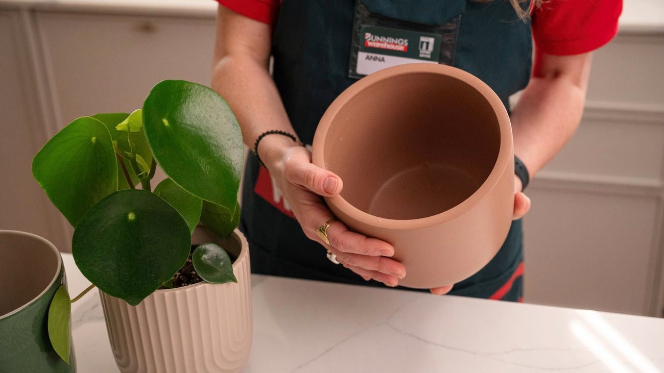 Perfect pot sizes for Bunnings indoor plants: Tips for success 