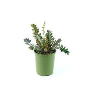 150mm Banksia - Banksia blechnifolia