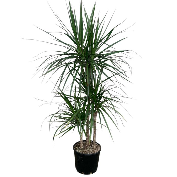 Dracaena Marginata Triple 20cm