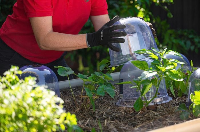 A person covering a small plant using a dome plant protector.