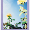FUJIFILM INSTAX Soft Lavender Film (10 Pack)