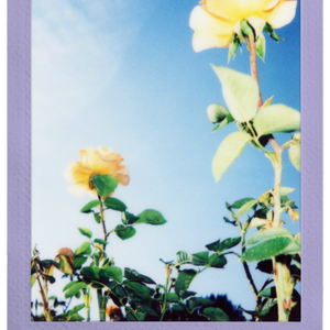 FUJIFILM INSTAX Soft Lavender Film (10 Pack)