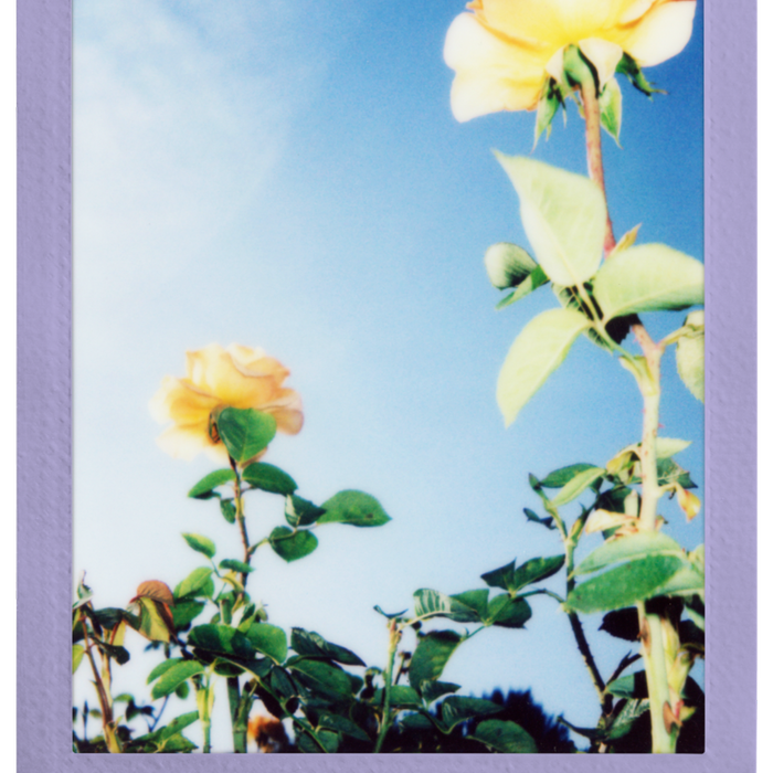 FUJIFILM INSTAX Soft Lavender Film (10 Pack)