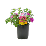 1.5L Surfinia Summer Double Rose - Petunia hybrida