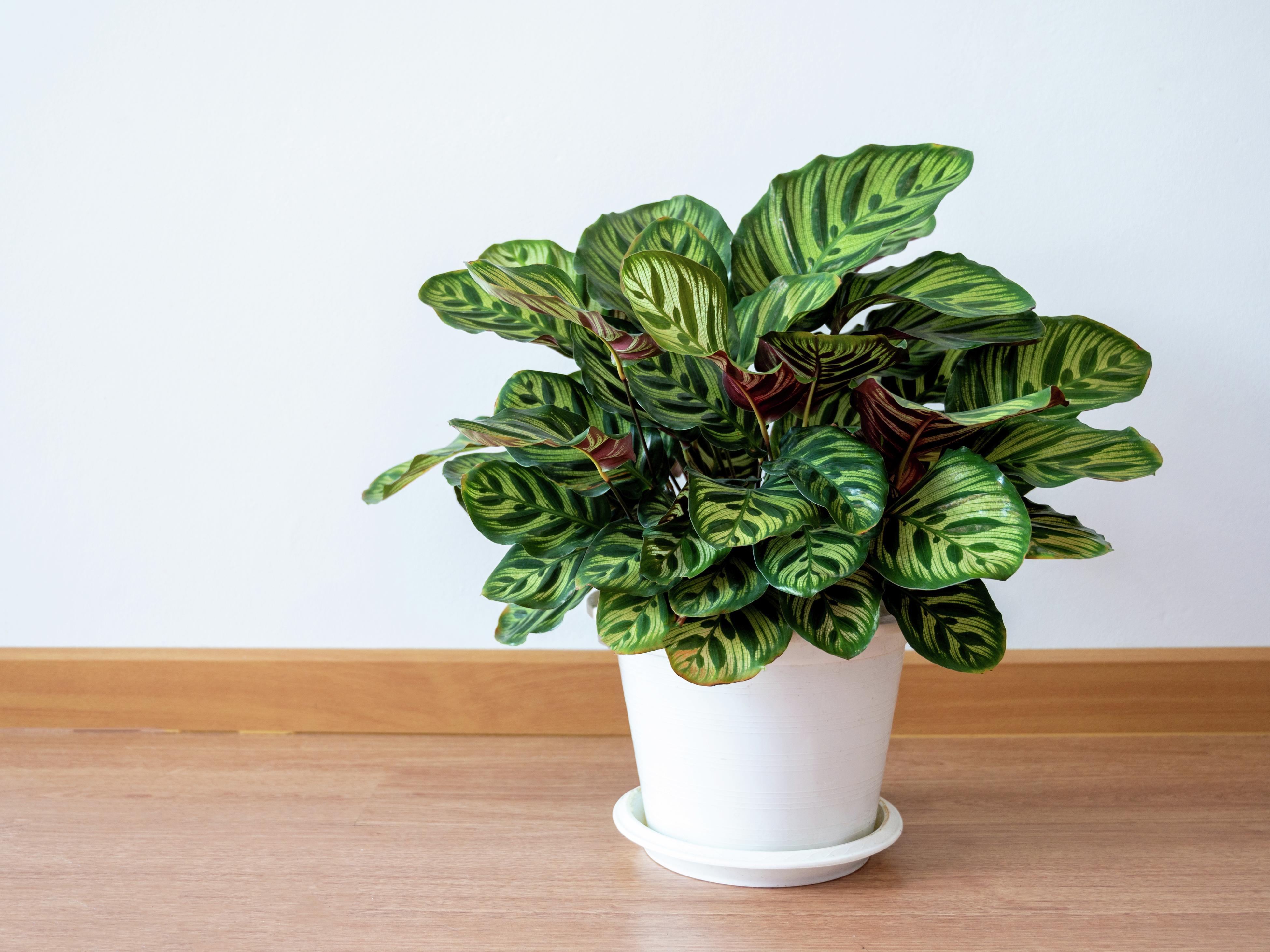 How To Grow Calathea - Bunnings Australia