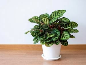 Calathea plant in a white plant pot sitting on a wooden table