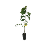 10L Cherimoya Canaria - Annona cherimola