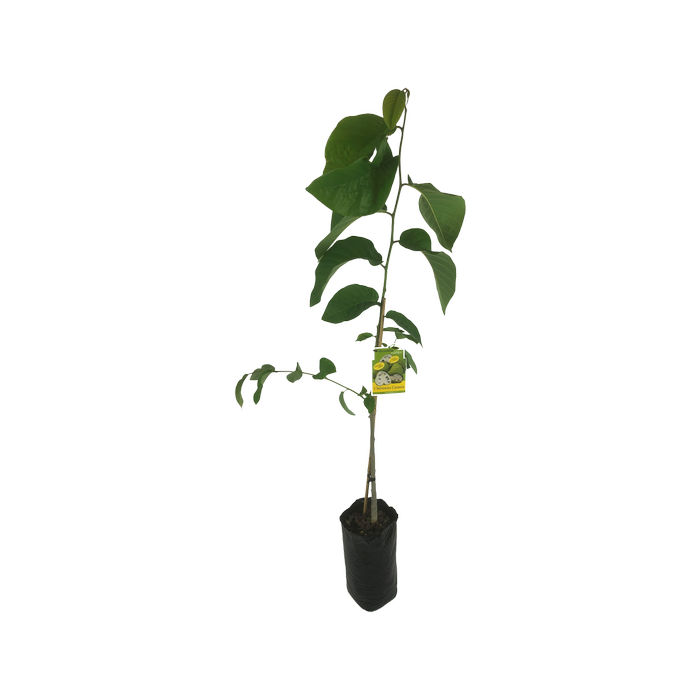 10L Cherimoya Canaria - Annona cherimola