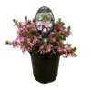 Gardening Solutionz 14cm Pink Quartz Scaevola Aemula 