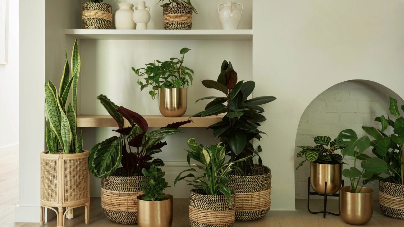 Indoor plants in brass pots and rattan baskets against a green wall