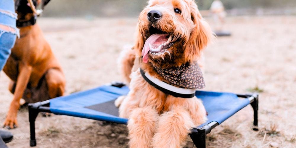 Cool your doggo in Charlie's Elevated Trampoline Bolster Sofa Dog Bed I/N: 0563500