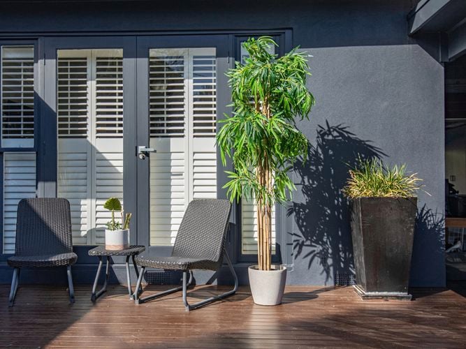 plants in a backyard patio