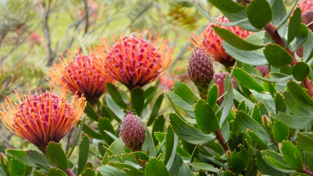 Close up of a Red Pincushion Protea plant with bright red and orange flowers and green leaves.