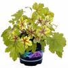 1.5L Heucherella - Heucherella Alabama Sunrise