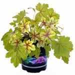 1.5L Heucherella - Heucherella Alabama Sunrise