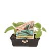 Punnet Cucumber Spacemaster - Cucumis sativus