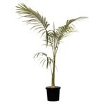 250mm Alexander Palm - archontophoenix