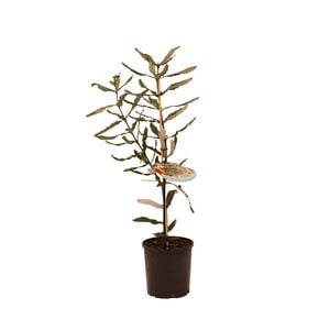140mm Banksia Red - Banksia Seminuda
