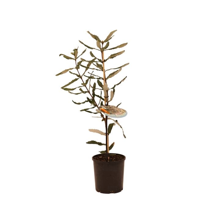 140mm Banksia Red - Banksia Seminuda