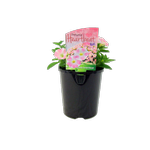 1.5L Colourwave Petunia Heartbeat - Petunia hybrida