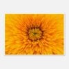 Galrie Stunning Close-Up of a Yellow Flower Fine Art Photography Print, Poster Only, 50 x 70cm (20 x 28inch)