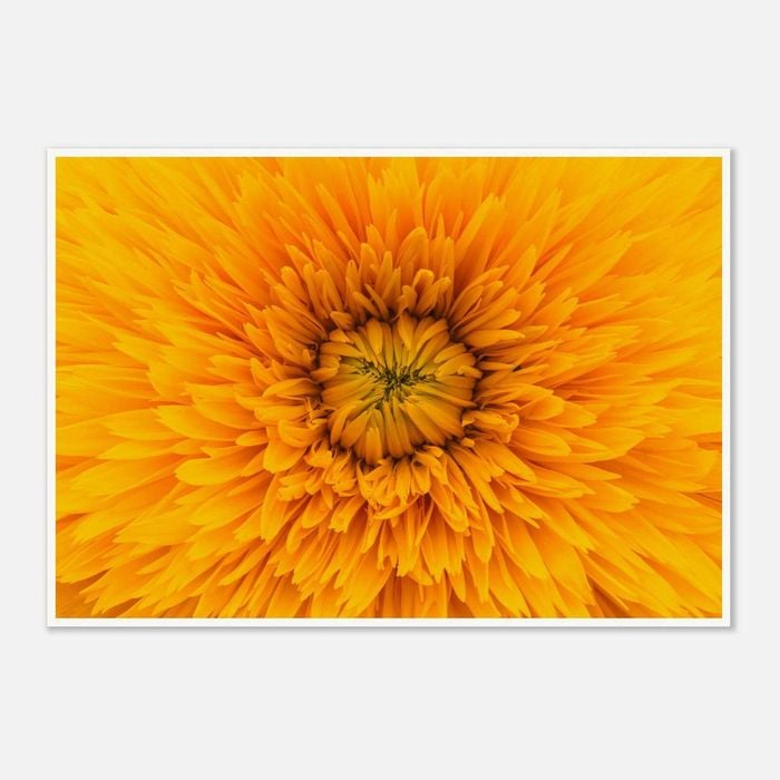 Galrie Stunning Close-Up of a Yellow Flower Fine Art Photography Print, Poster Only, 50 x 70cm (20 x 28inch)