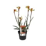 140mm Kangaroo Paw Bush Fire - Anigozanthos x hybrid Rambofire