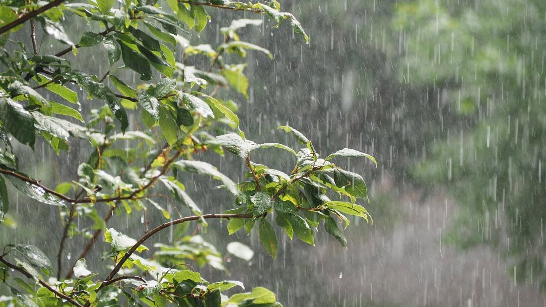The branch of a tree during a rainstorm