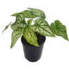 70mm Angel Wings - Caladium Bicolor