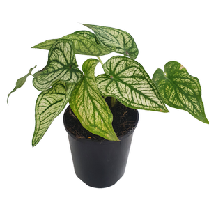 70mm Angel Wings - Caladium Bicolor