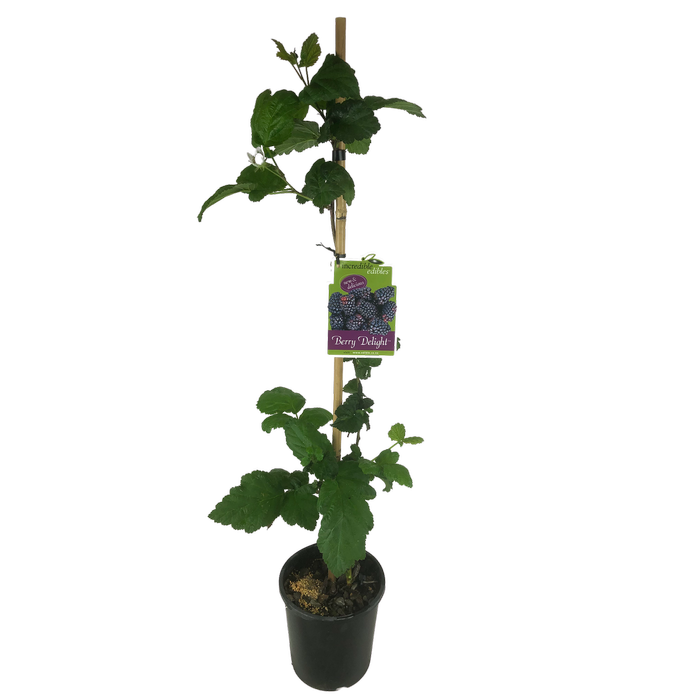 3L Berry Delight - Rubus hybrid Marahau - Incredible Edibles Range