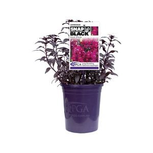 140mm Snapdragon - Antirrhinum majus Snap In Black Hot Pink