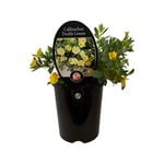 1.5L Calibrachoa Double Lemon - Calibrachoa Hybrid