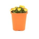 85mm Iceplant - Delosperma cooperi Bright Yellow