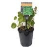 Plants for Ponds - 125mm Shield Pennywort
