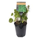 Plants for Ponds - 125mm Shield Pennywort