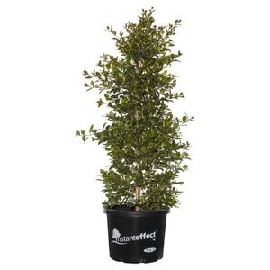 330mm Backyard Bliss - Syzygium paniculata