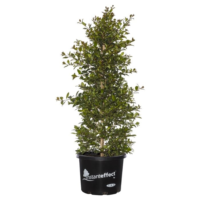330mm Backyard Bliss - Syzygium paniculata