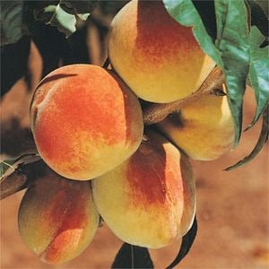 Bagged Elberta Peach