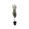 30L Pear Tree - Pyrus communis