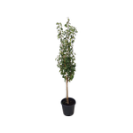 30L Pear Tree - Pyrus communis
