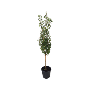 30L Pear Tree - Pyrus communis