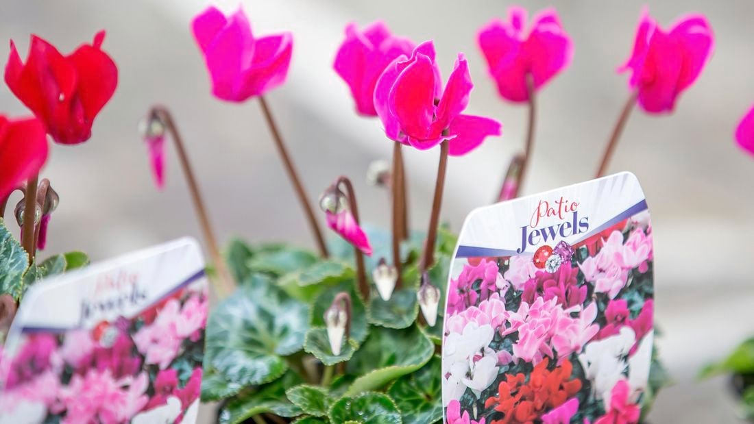 Closeup of blooming cyclamen flowers, in punnets labelled Patio Jewels